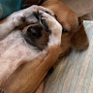 Meet your Posher, Susanna